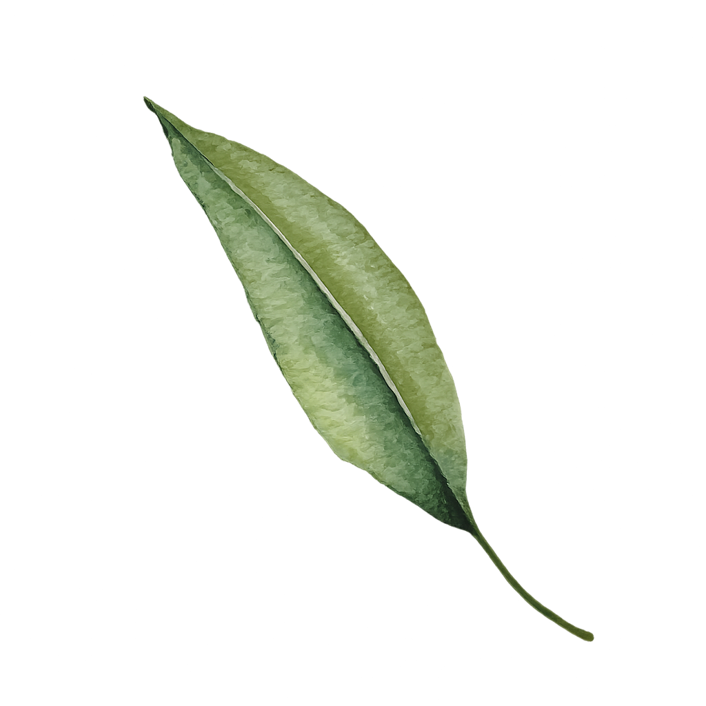 Floating Leaf